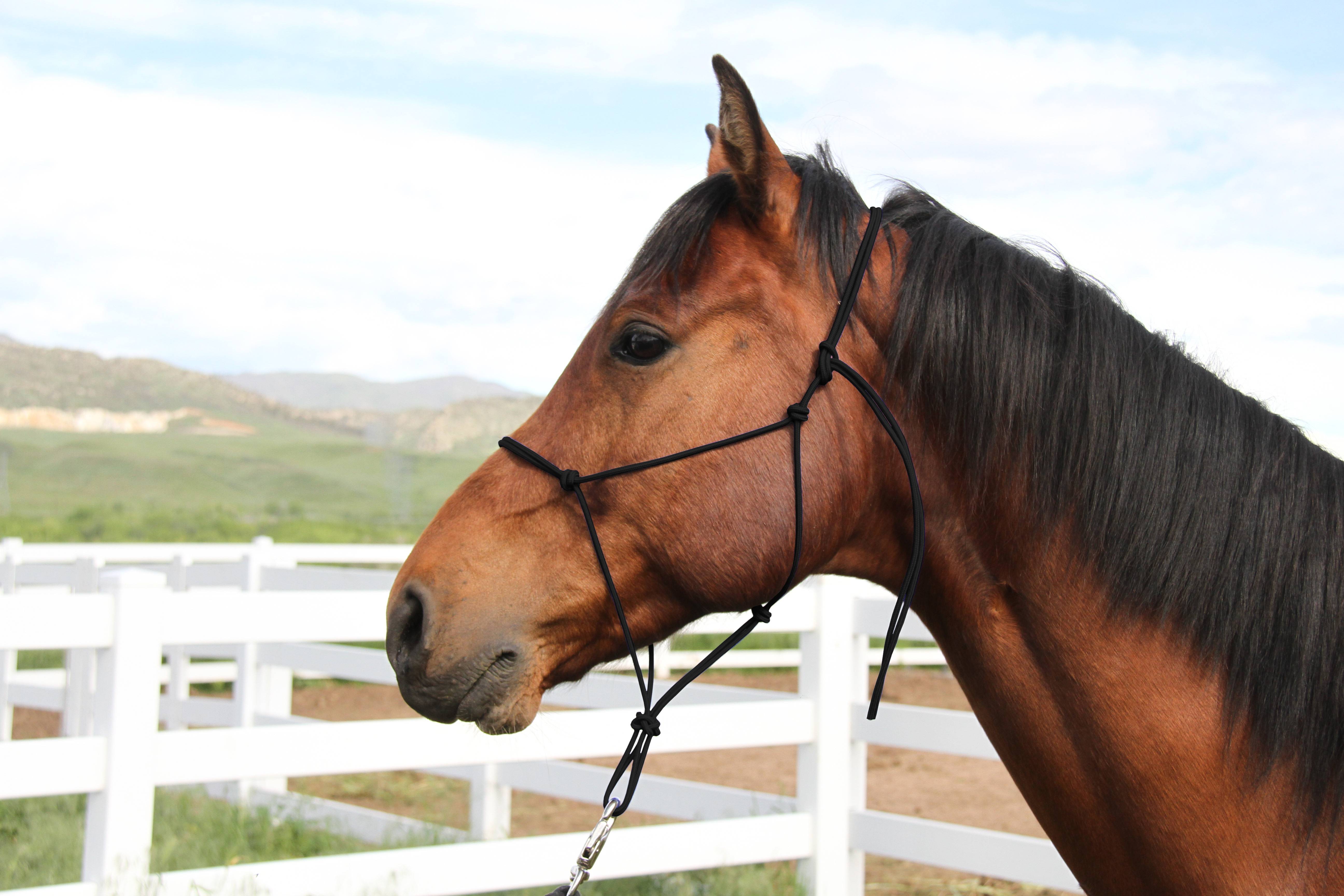 Colorado Saddlery Trail Knotted Halter