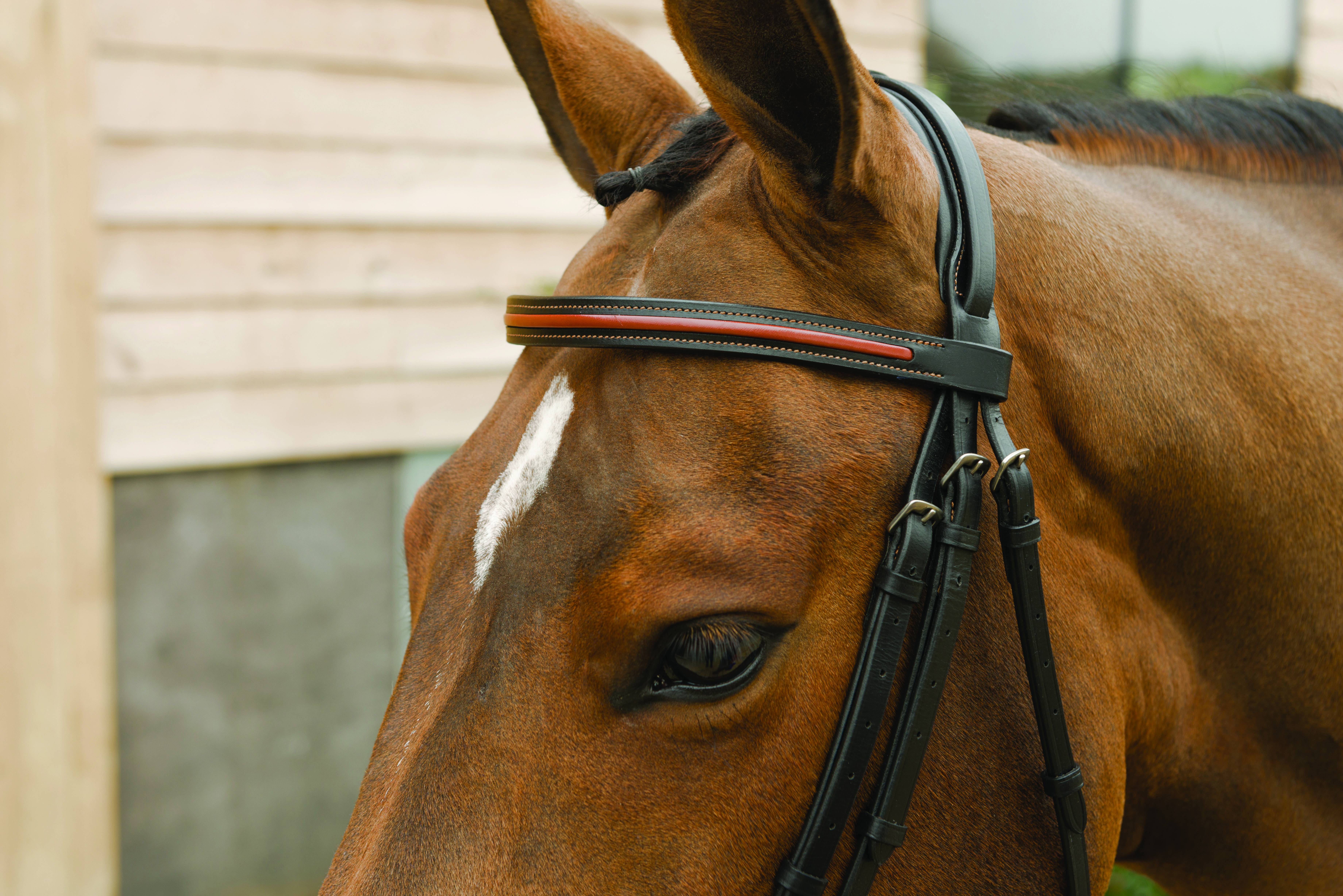 Lami-Cell Two Tone Flash Noseband Bridle