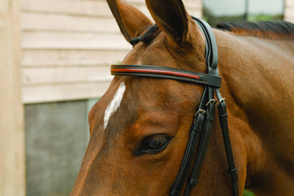 LamiCell Two Tone Flash Noseband Bridle EquestrianCollections