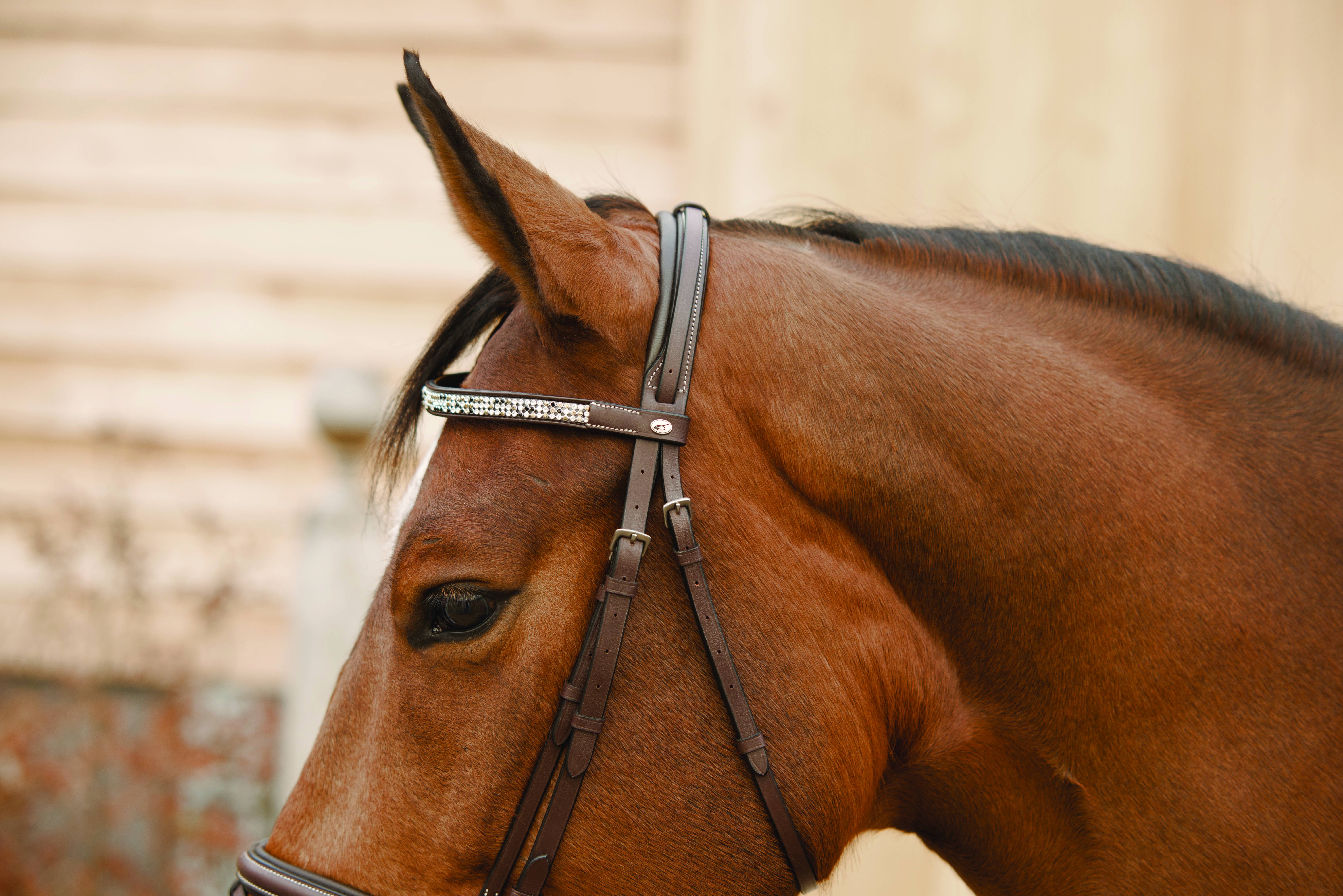 Lami-Cell Seashell Combined Noseband Bridle