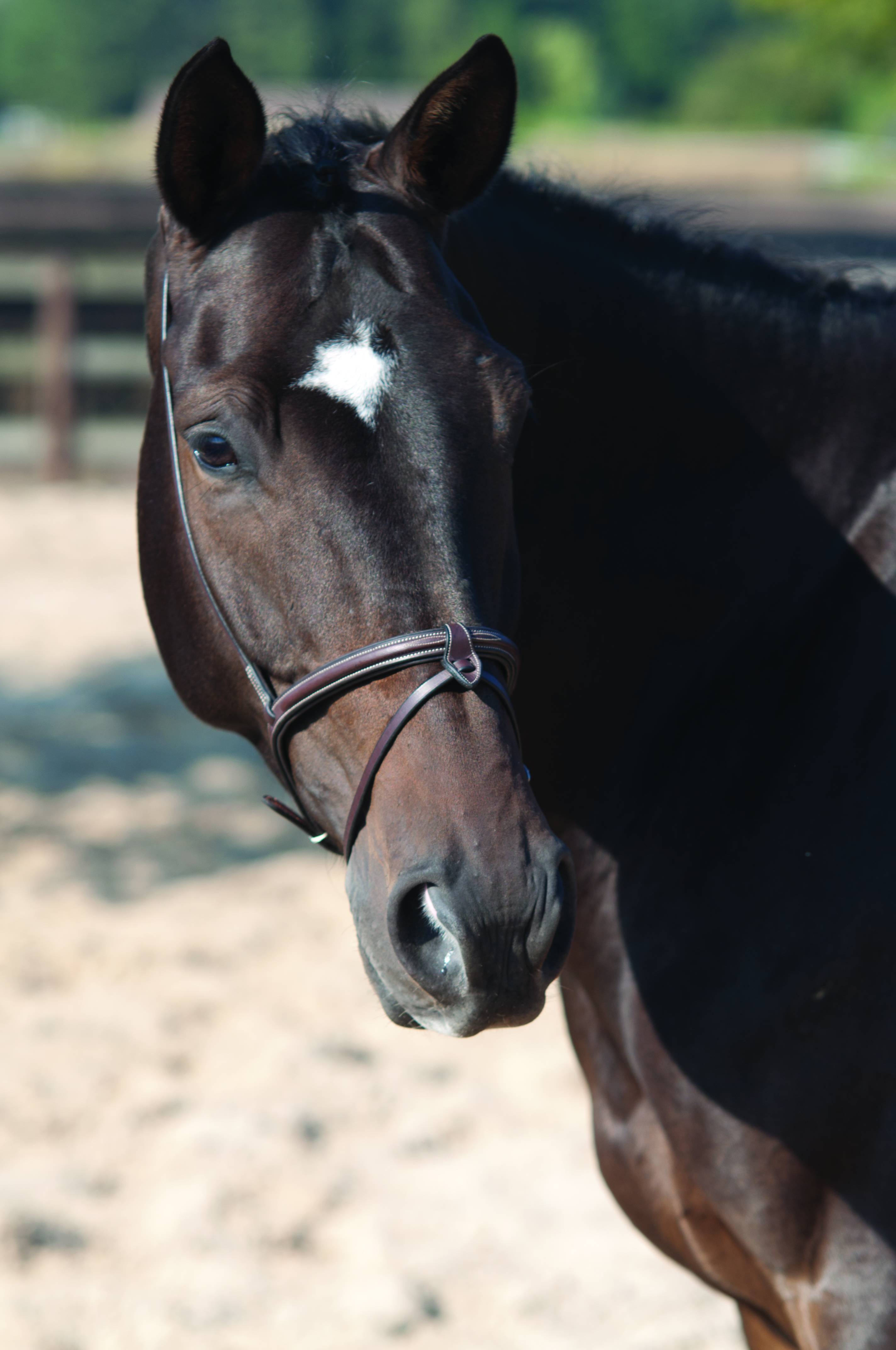 Lami-Cell Flash Noseband