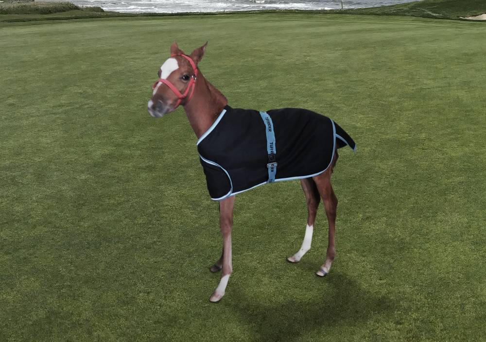 Tuffrider 1200D Ripstop Foal Adjustable Turnout Blanket