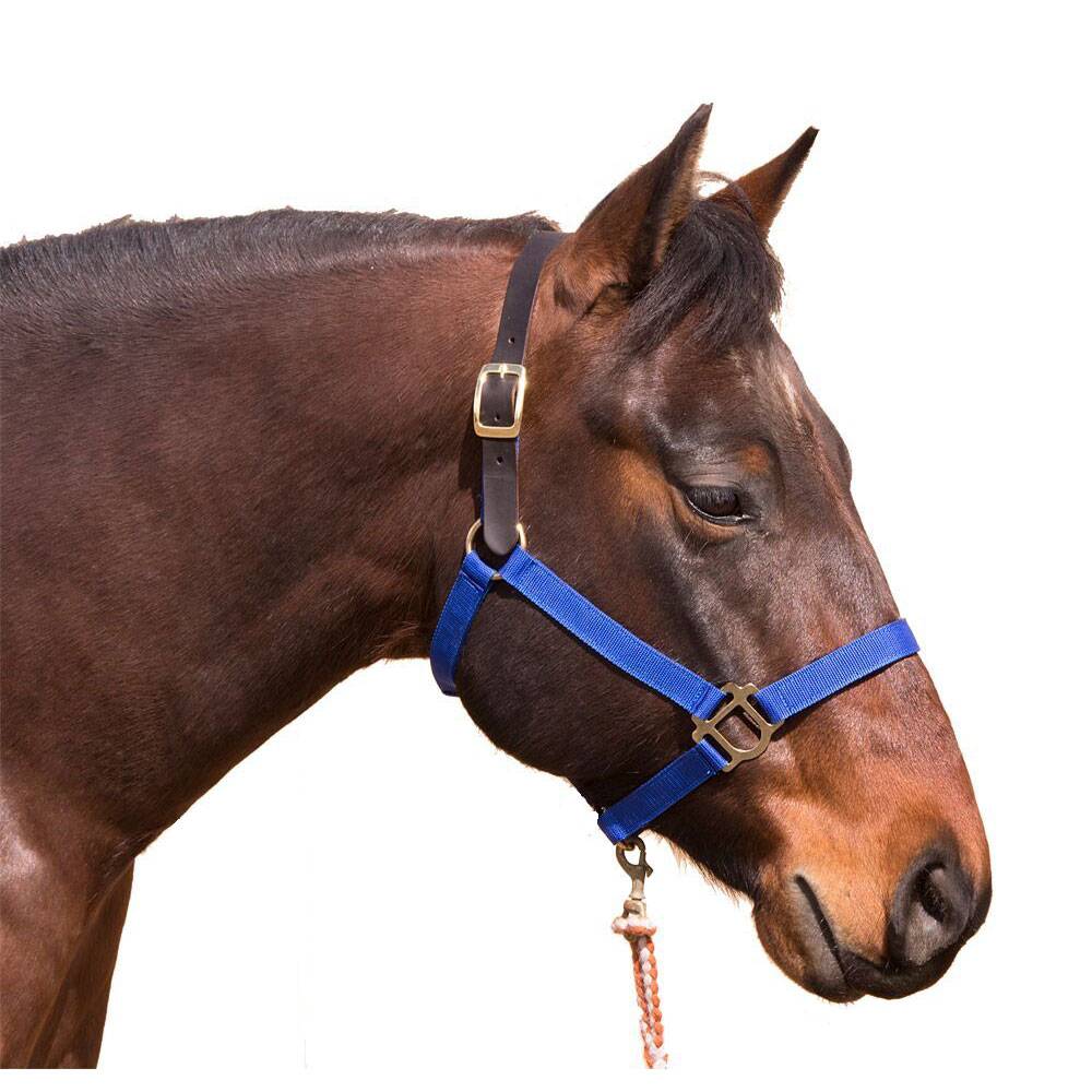 Intrepid Poly Breakaway Halter EquestrianCollections
