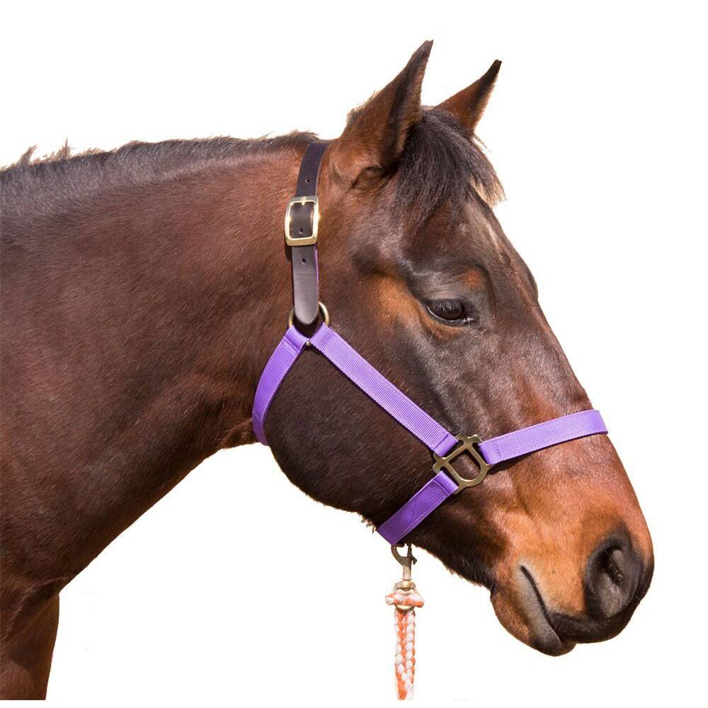 Intrepid Poly Breakaway Halter EquestrianCollections