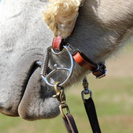 Toklat Curb Hooks For Cheeks With Hooks - Pair