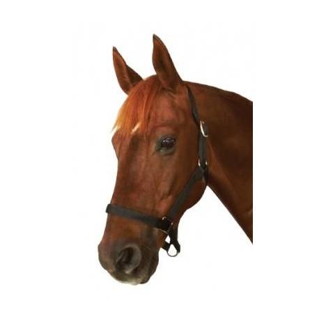 Roma Everyday Headcollar