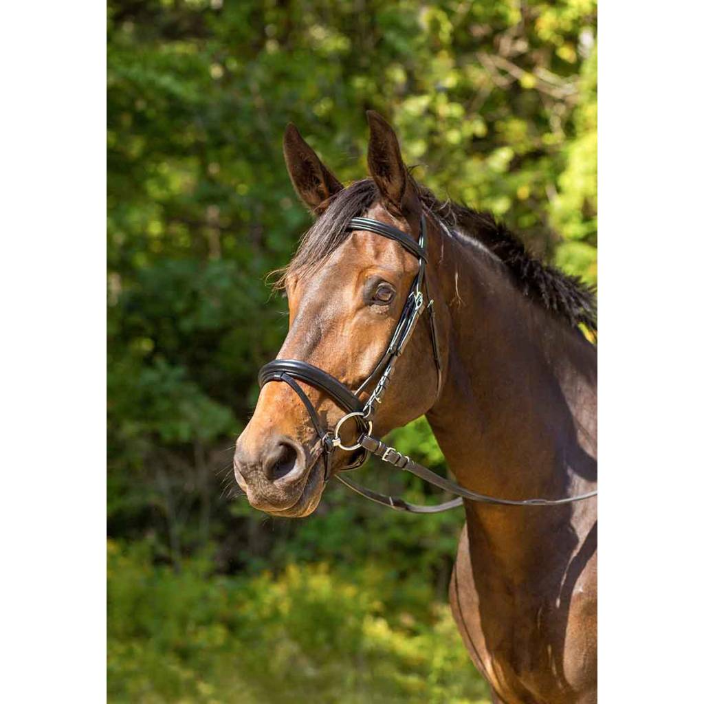 Shires Avignon Aspen Flash Bridle