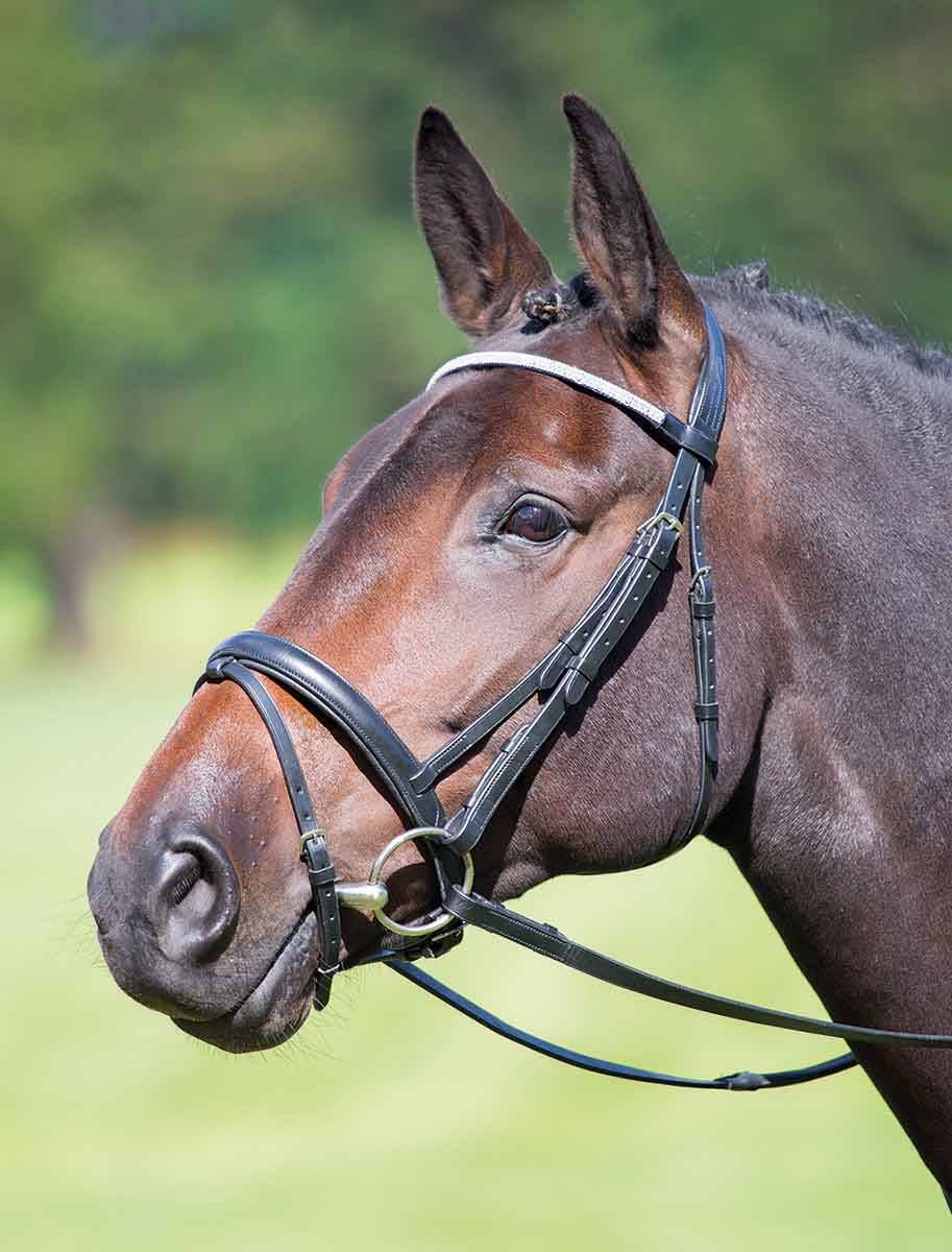 Shires Avignon New York Bridle