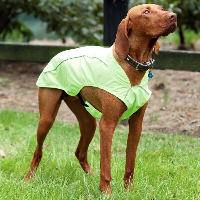 weatherbeeta reflective exercise dog coat