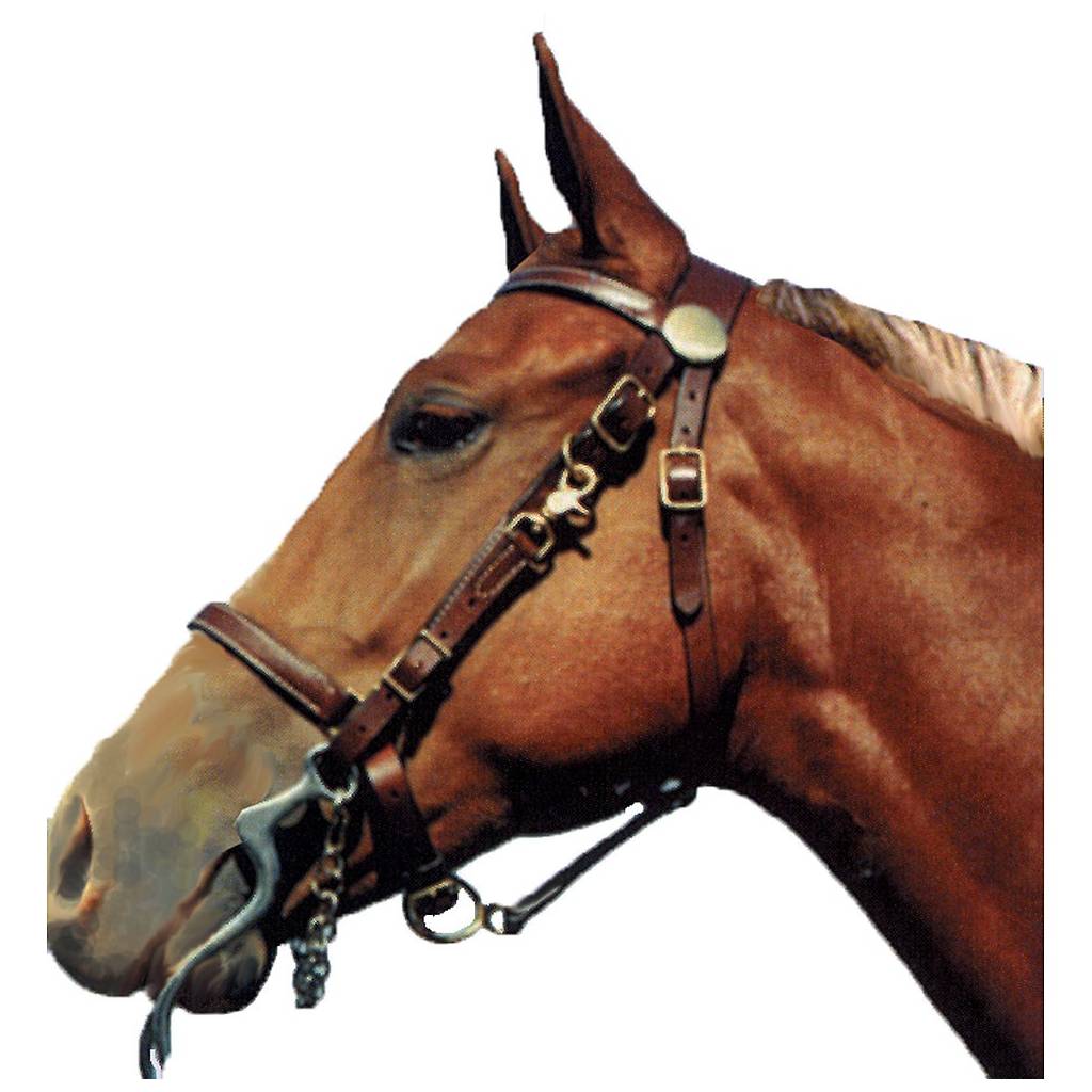 Shenandoah Leather Halter Bridle Combo