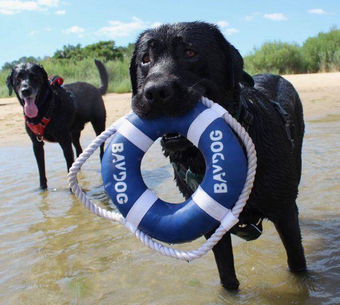 Baydog Fetch Ring Dog Toy