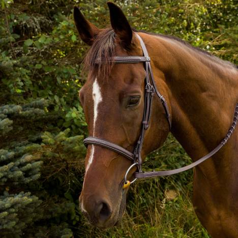 HDR Fancy Raised Padded Bridle