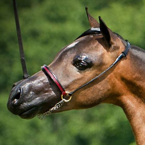 Ozark Triumph Mini/Pony Show Halter