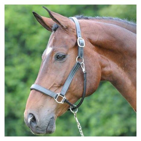 Arc de Triomphe Leather Halter Pony Brown