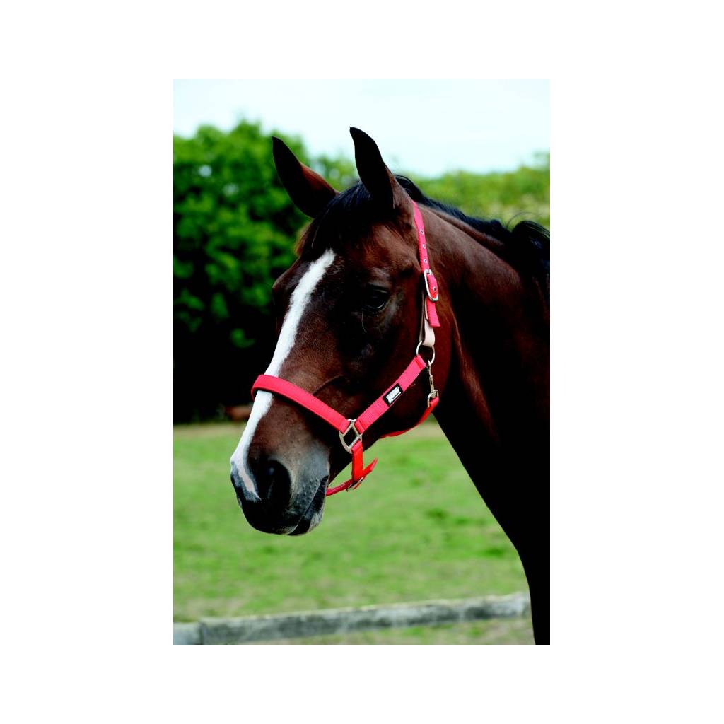 Roma Breakaway Headcollar Halter II