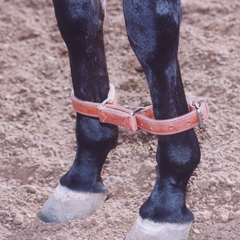 Martin Saddlery Harness Leather Hobbles