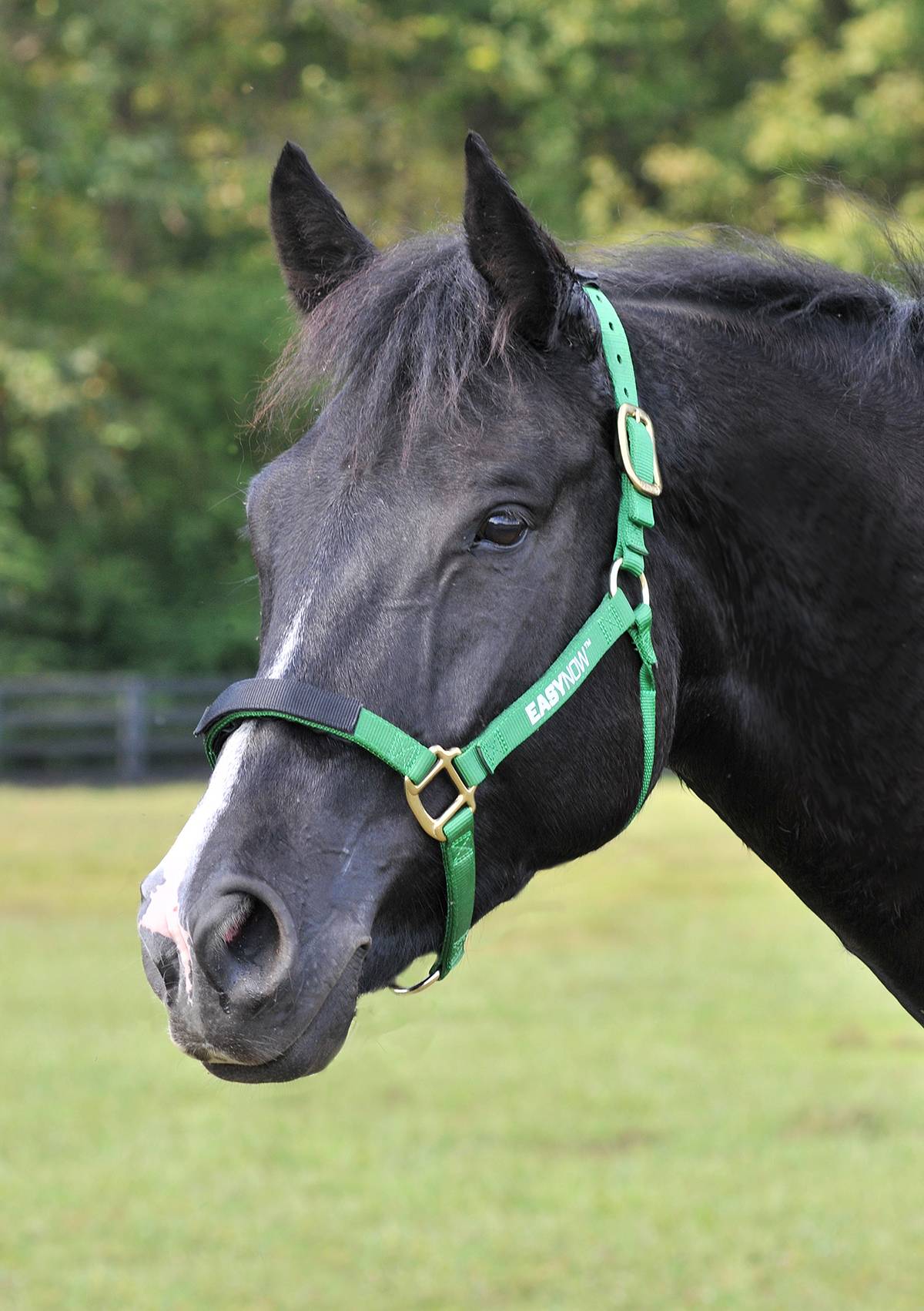 Easy Now Manner Maker Halter