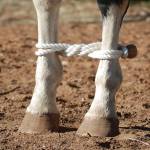 Martin Saddlery Horse Equipment