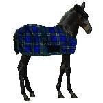 Centaur Horse Blankets