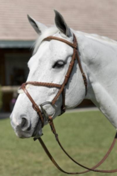 Pessoa Legacy Padded Jumper Bridle