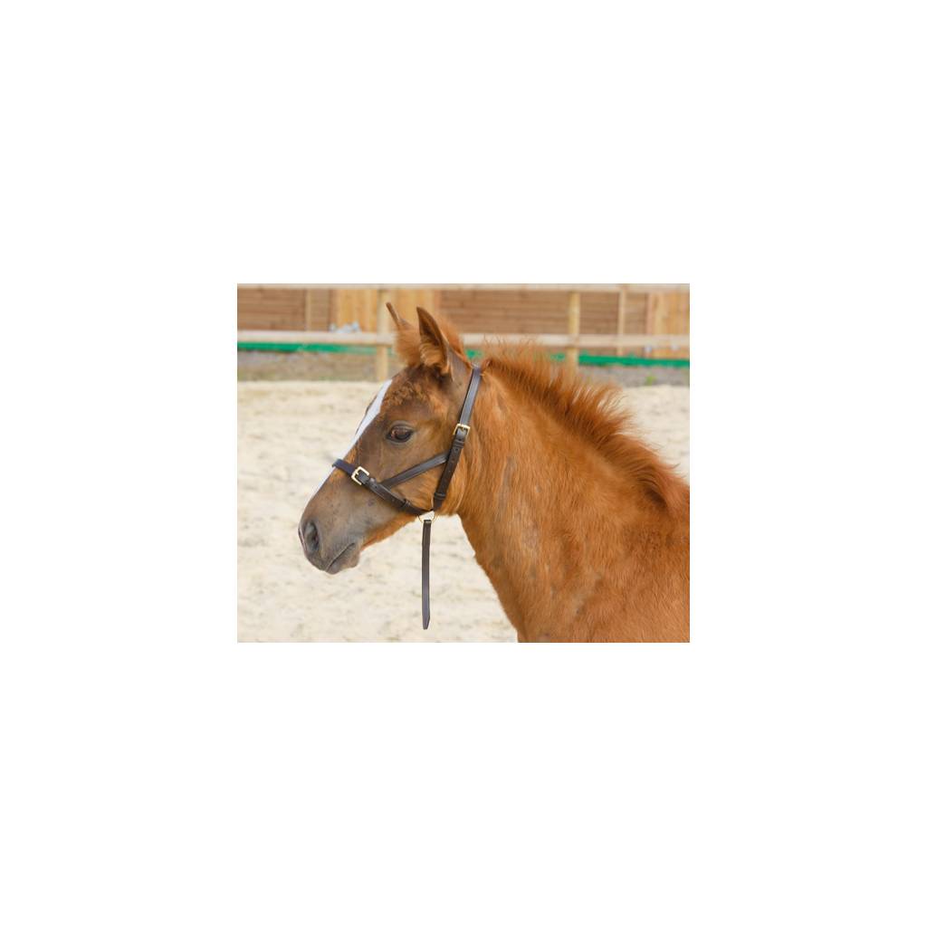 Shires Leather Foal Slip