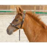 Shires Foal Halters