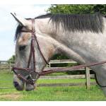 Shannon English Horse Bridles