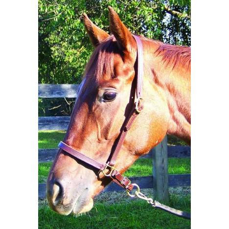 Pro-Trainer Leather Grooming Halter