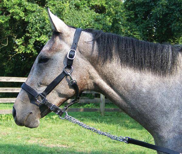 Pro-Trainer Padded Halter