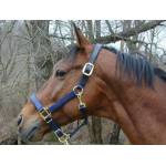 Thornhill Breakaway or Safety Halters