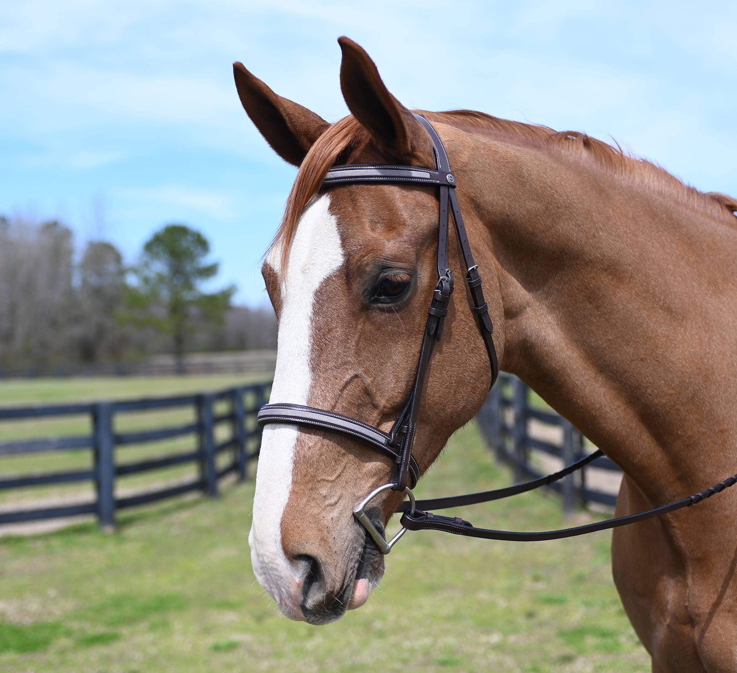 Henri de Rivel Flash Noseband with Converter